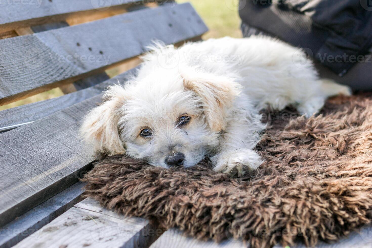 Cute fluffy white puppy is resting on a soft plaid on a bench outdoors. photo