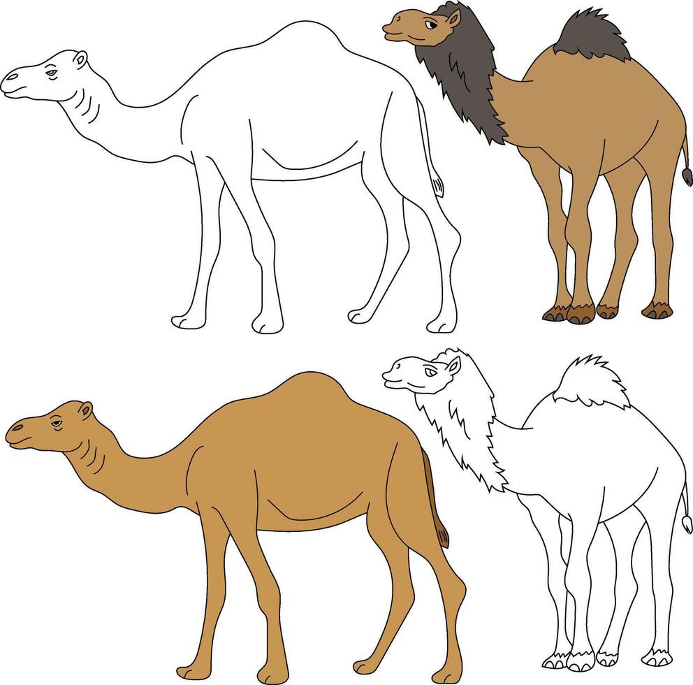 Camel Clipart. Wild Animals clipart collection for lovers of jungles and wildlife. This set will be a perfect addition to your safari and zoo-themed projects. vector