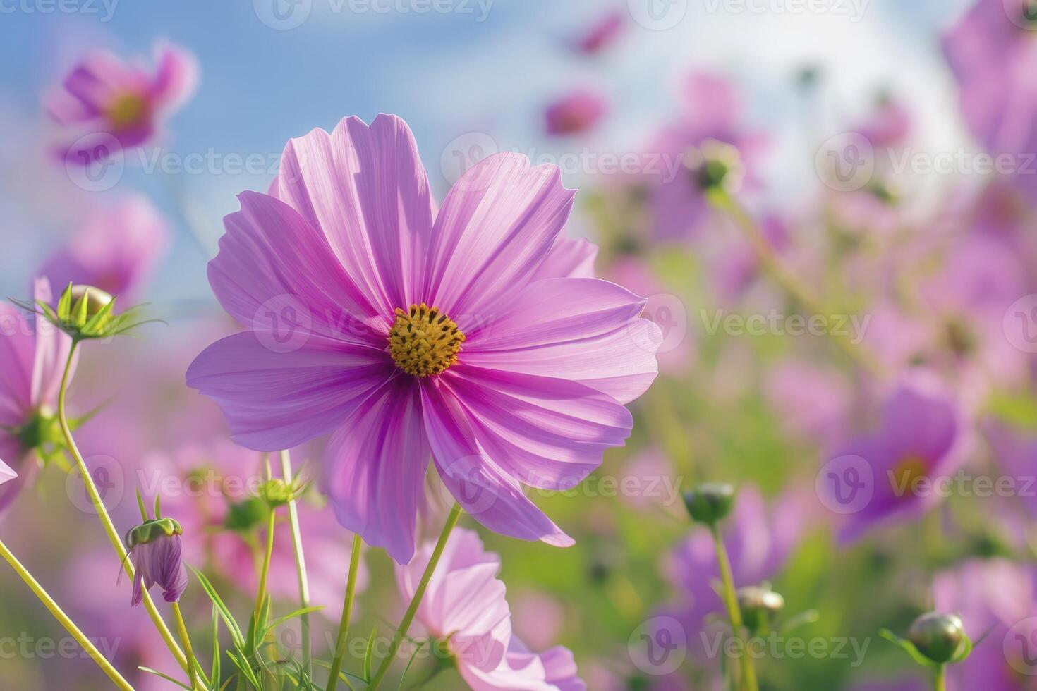 hermosa rosado cosmos flor campo en jardín con borroso antecedentes y suave luz de sol foto