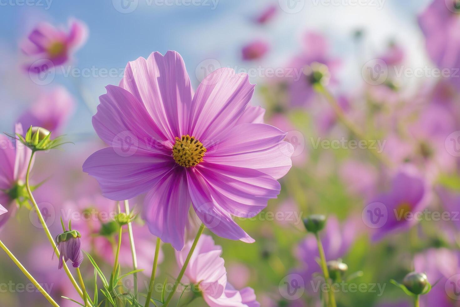 Beautiful Pink cosmos flower field in garden with blurry background and soft sunlight photo