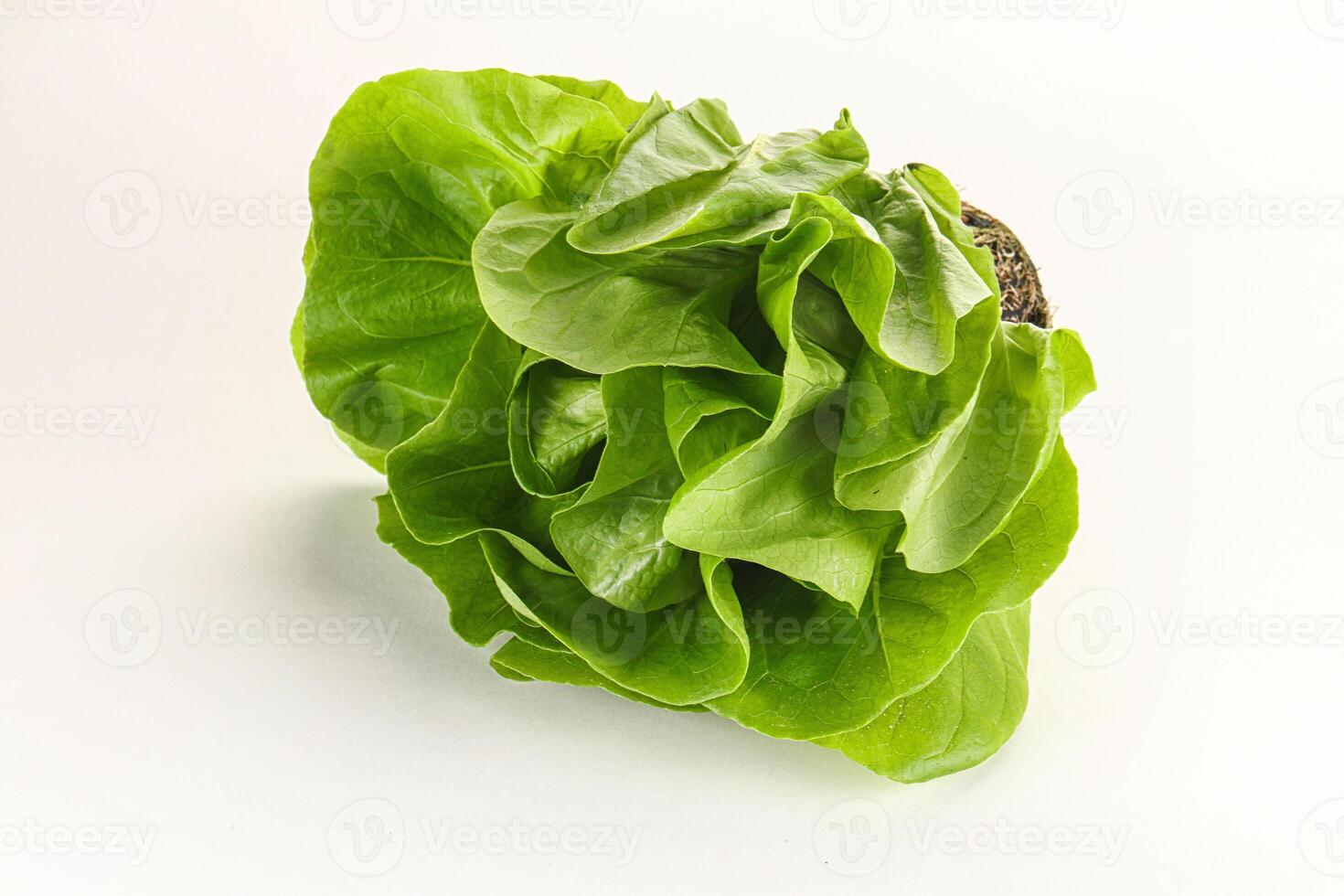 Salad leaves heap for snack photo