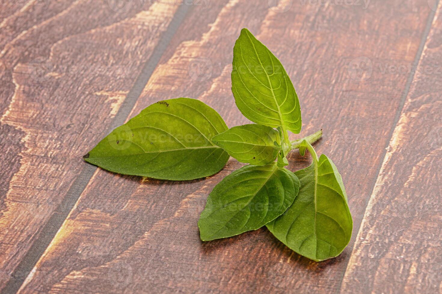 Raw green basil leaves seasoning photo