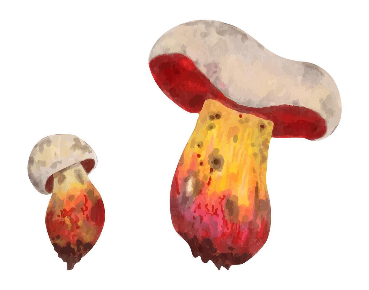 Poisonous mushroom Rubroboletus satanas satanic mushroom. Illustration with watercolors and markers. Hand drawn isolated art. Botanical magical forest plant. Wild nature. vector