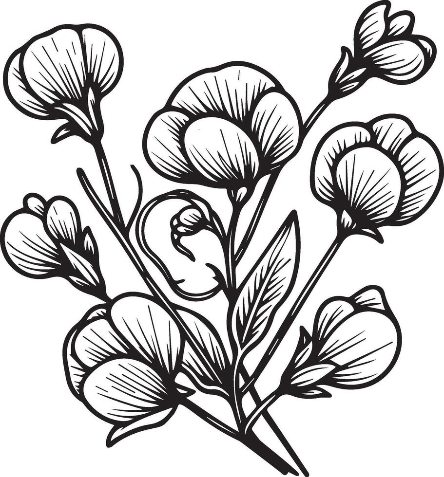 Sweet pea birth flower, Sweet pea drawing, pencil Sweet pea flower drawing, pencil Sweet pea flower drawing coloring pages, free printable flower coloring pages, freesh sweet pea coloring pages 43531969 Vector Art sweet-pea-birth-flower-sweet-pea-drawing-pencil-sweet-pea-flower-drawing-pencil-sweet-pea-flower-drawing-coloring-pages-free-printable-flower-coloring-pages-freesh-sweet-pea-coloring-pages-43531969-vector-art