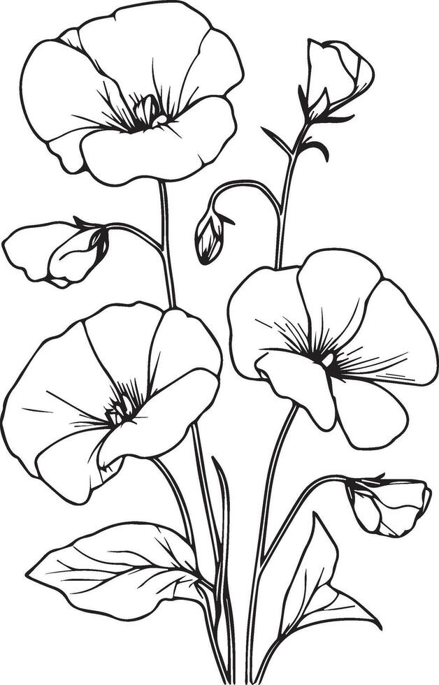 Sweet pea flower drawings, sweet pea flowers colorless black and white contour line easy drawings, Hand drawn line leaves branches and blooming sweet pea coloring pages vector