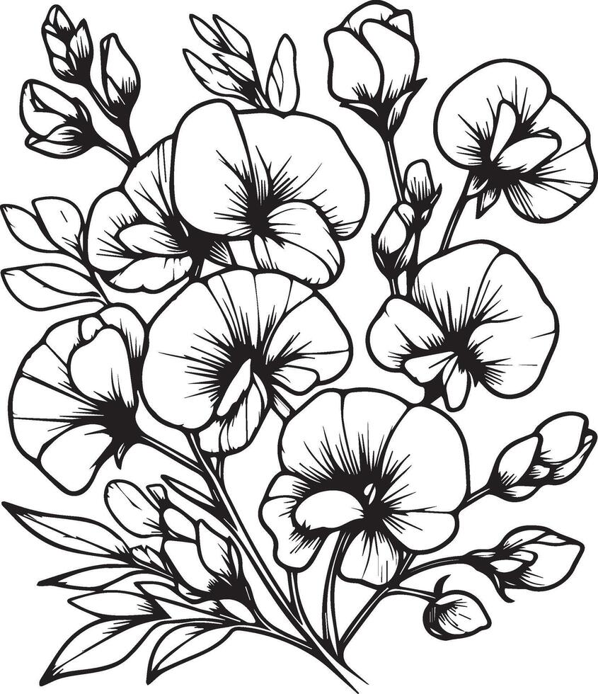 Sweet pea flowers illustration coloring page, simplicity, Embellishment, monochrome, art, Outline print with blossoms sweet pea flower, sweet pea bouquet leaves, and buds, sweet pea tattoo vector