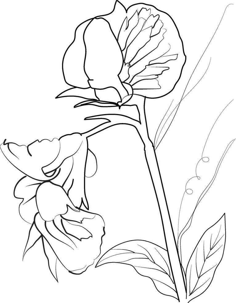 dulce guisante flor dibujo, fácil dulce guisante flor dibujo, pintura dulce guisante enredadera dibujo, dulce guisante colorante páginas, dulce guisante floral de diagrama vector