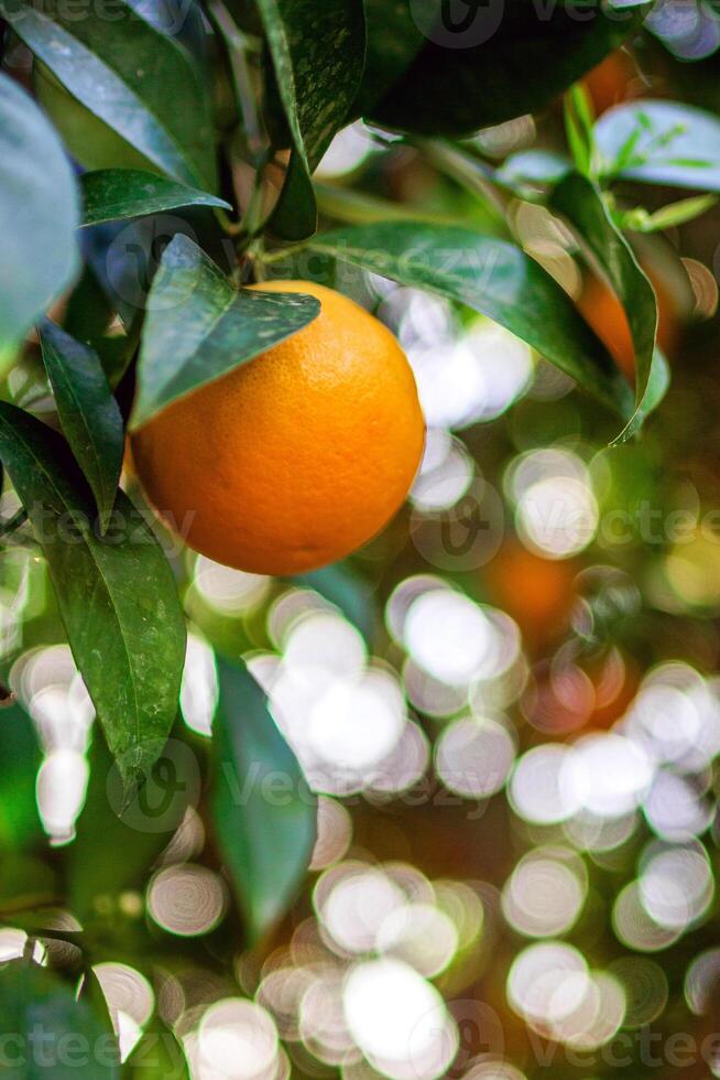 View on a branch with bright orange tangerines on a tree. photo