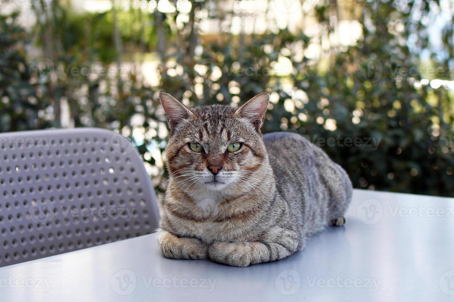 Homeless short haired tabby cat is resting on a table outside on a street. Kemer, Turkey. photo