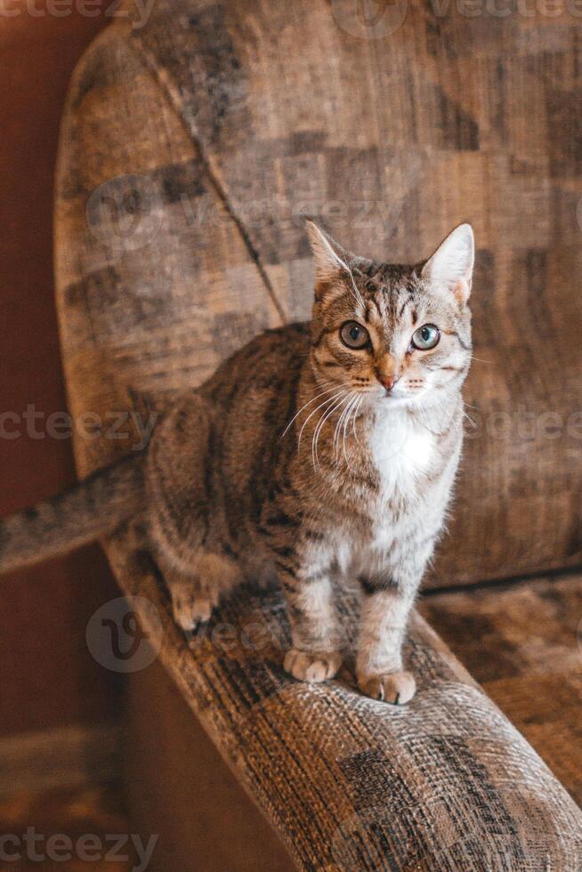 hermosa corto peludo gato es sentado en un sofá a hogar. foto