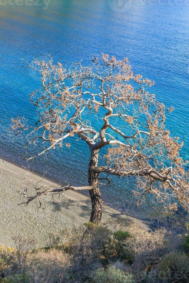Dry pine tree on a beach near to crystal blue sea. Cirali, Antalya Province in Turkey. photo