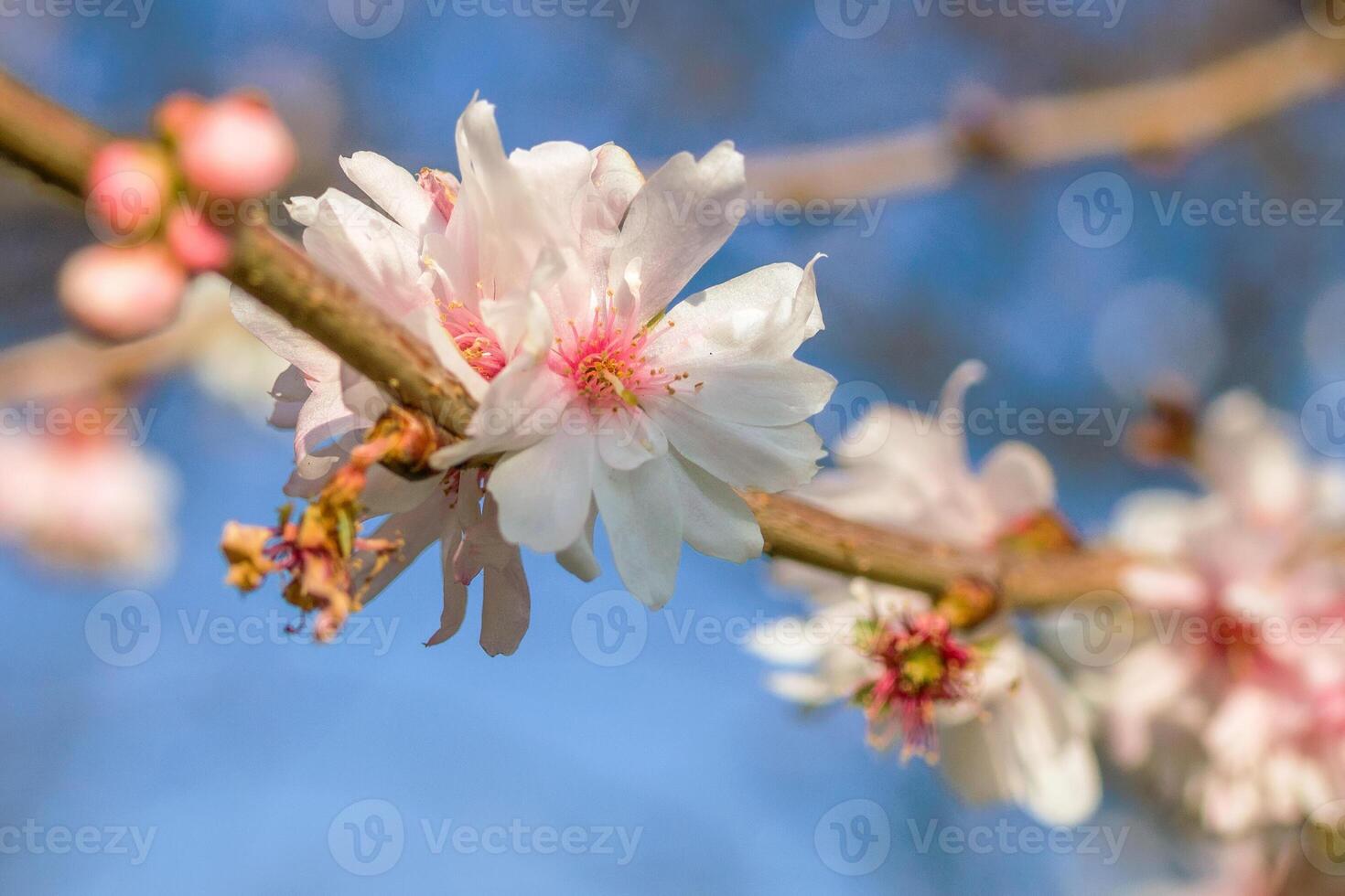 florecer blanco flores de almendra árbol en el antecedentes de floreciente jardín y azul cielo en primavera. foto