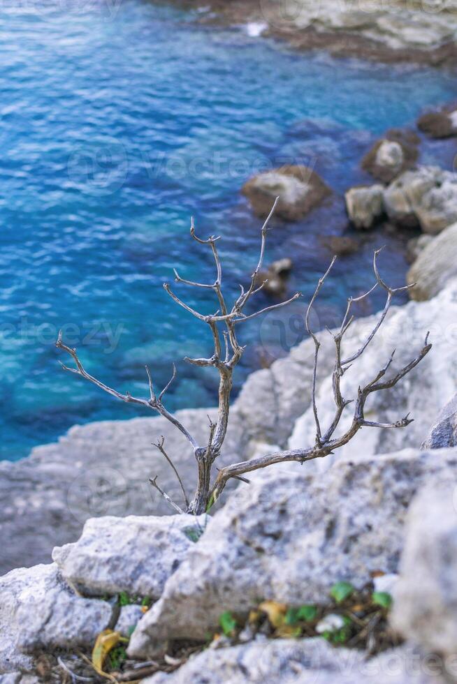 seco árbol en el piedras en un antecedentes de cristal azul mar. Kemer, antalya provincia en pavo. foto