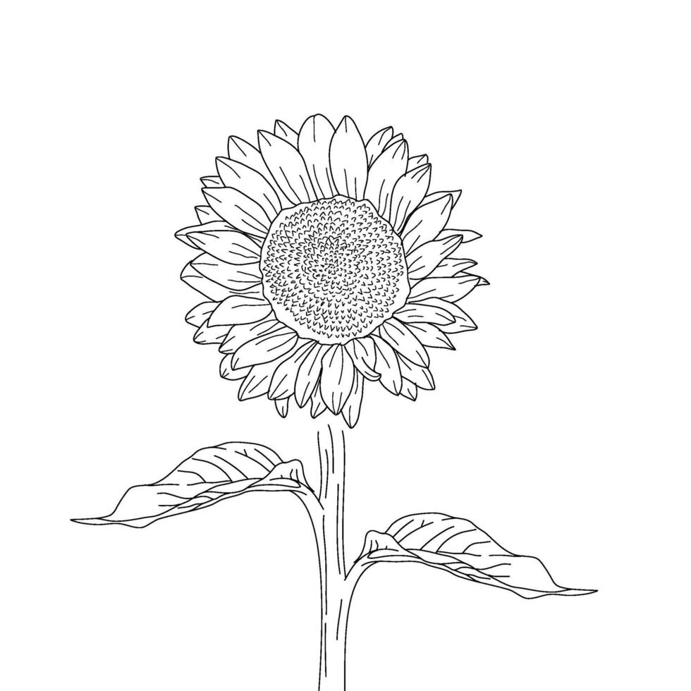 hand drawn sunflower illustration.sunflower hand drawing. sketch sunflower. sunflower doodle. sunflower line art. vector