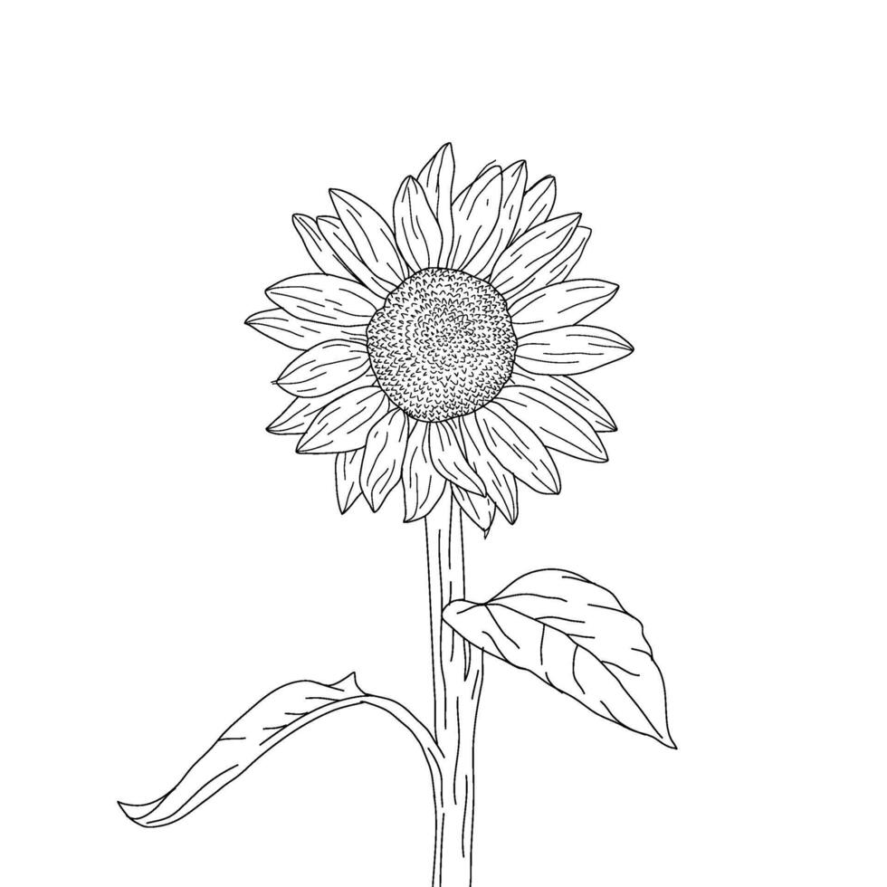 hand drawn sunflower illustration.sunflower hand drawing. sketch sunflower. sunflower doodle. sunflower line art. vector