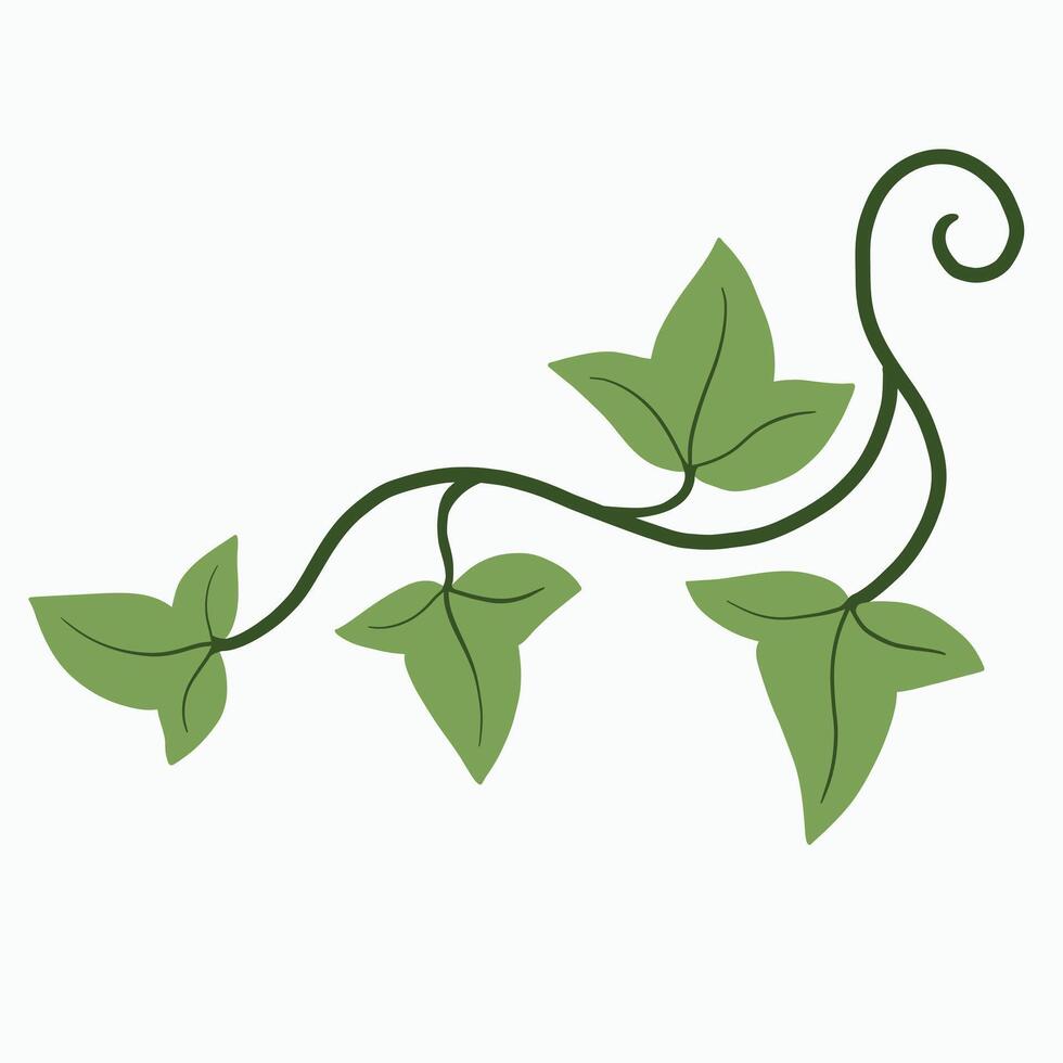 Floral ivy drawing decorative ornament flat design. vector