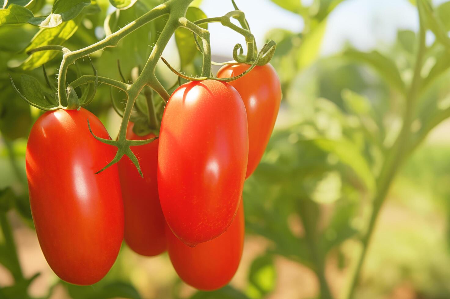 Tomates en el enredadera, Fresco maduro frutas foto