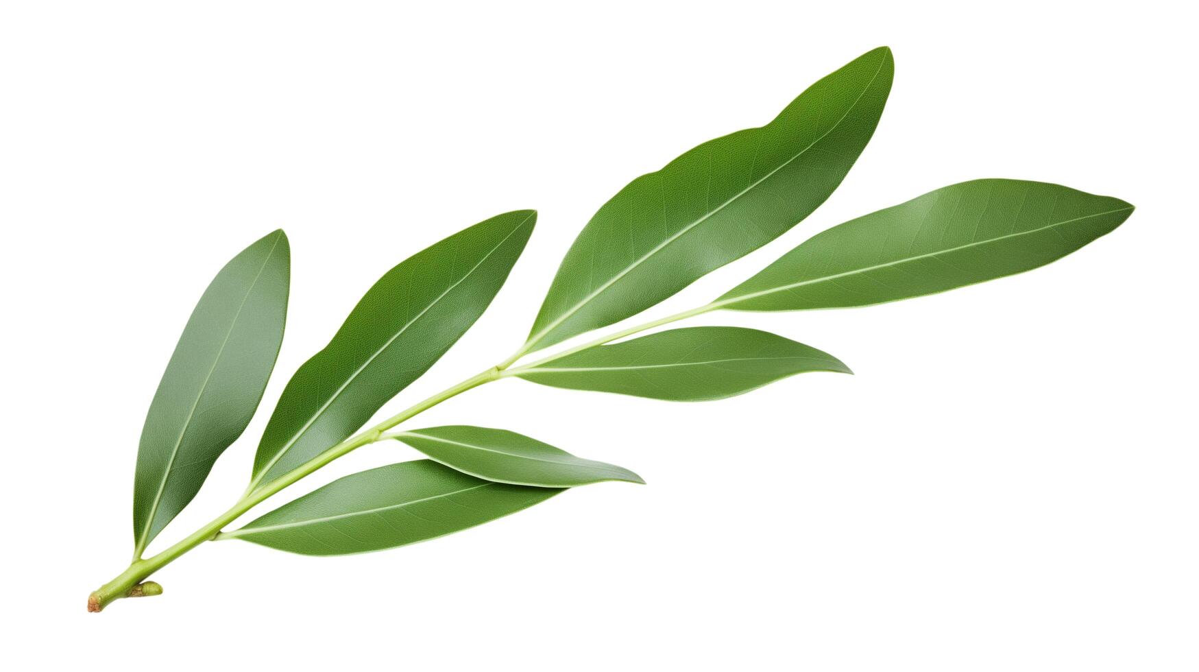 a green leaf on a white background photo