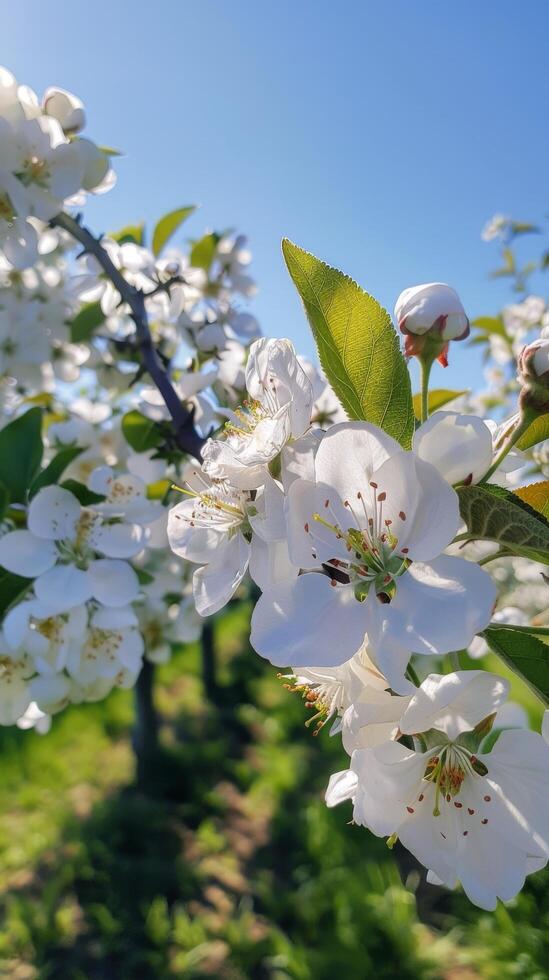 Spring Blossoms Against Blue Sky photo