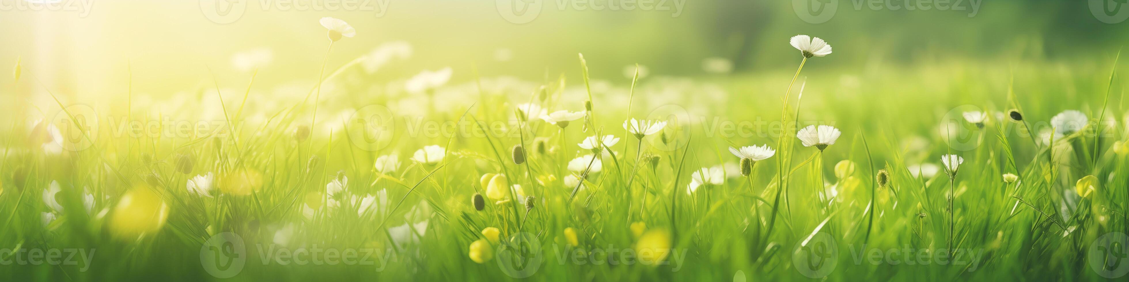 Softly lit nature banner with wild daisies dancing in morning light photo