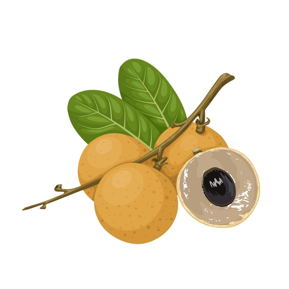 Illustration, longan fruit whole and in half, with green leaves, isolated on a white background. vector