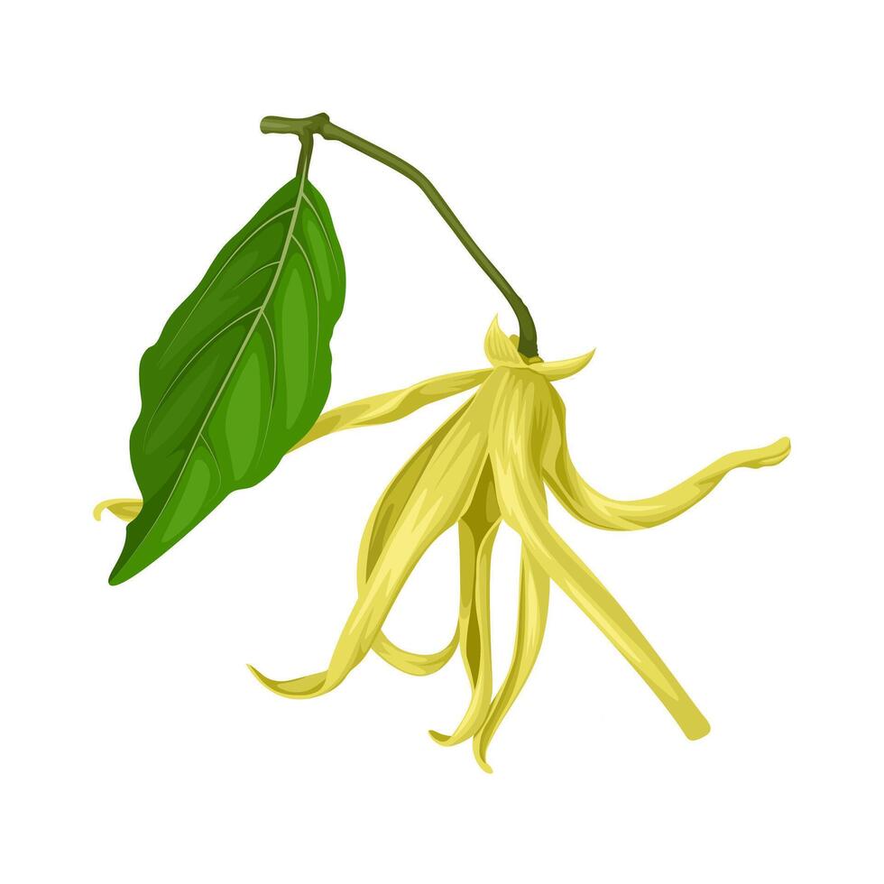 Illustration, Cananga odorata, known as ylang-ylang or cananga tree, isolated on white background. vector