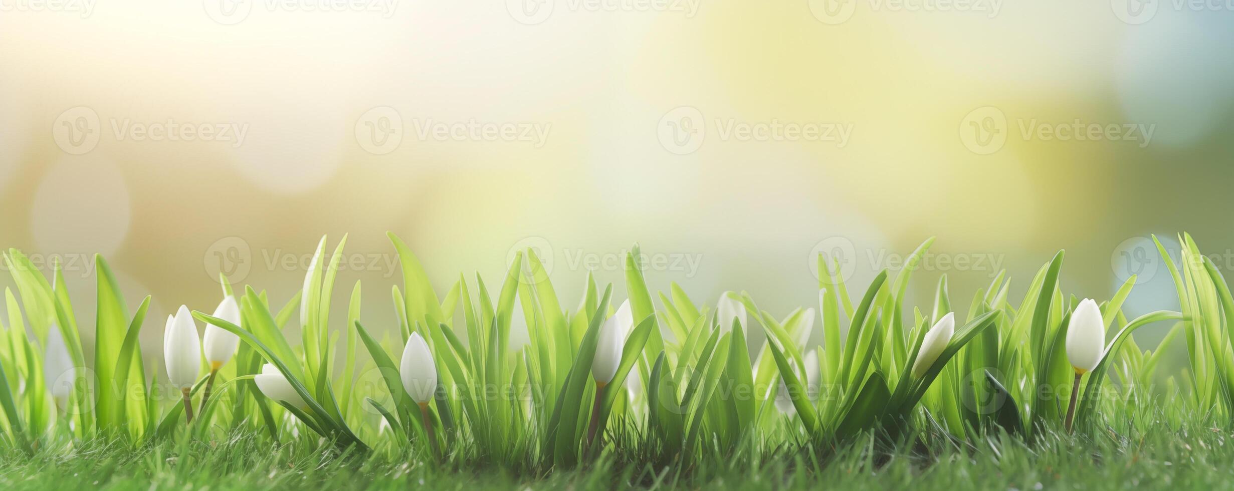 Serene spring banner with fresh white tulips and lush green grass photo