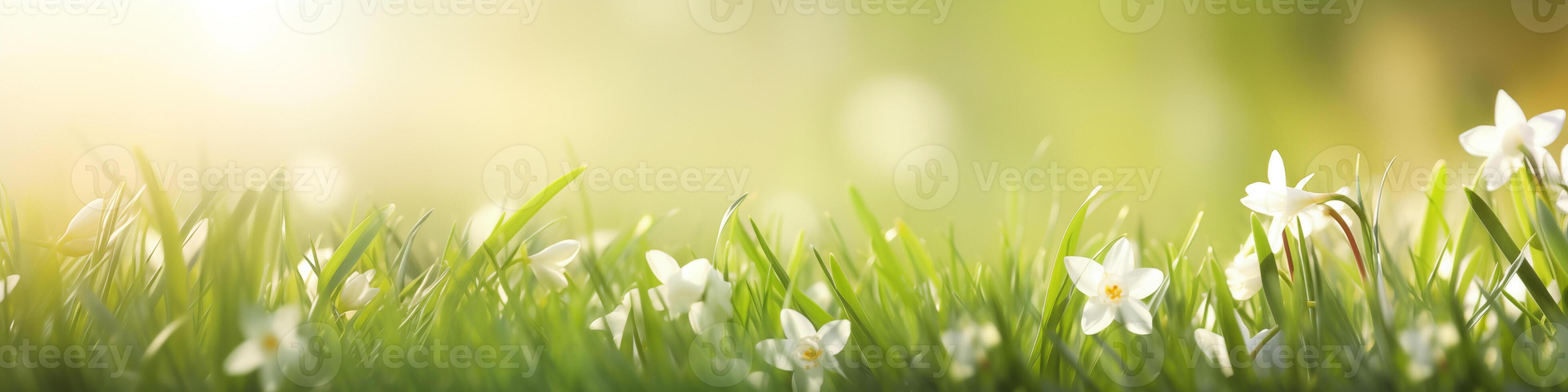 Luminous sunrise over green meadow banner with delicate wildflowers photo