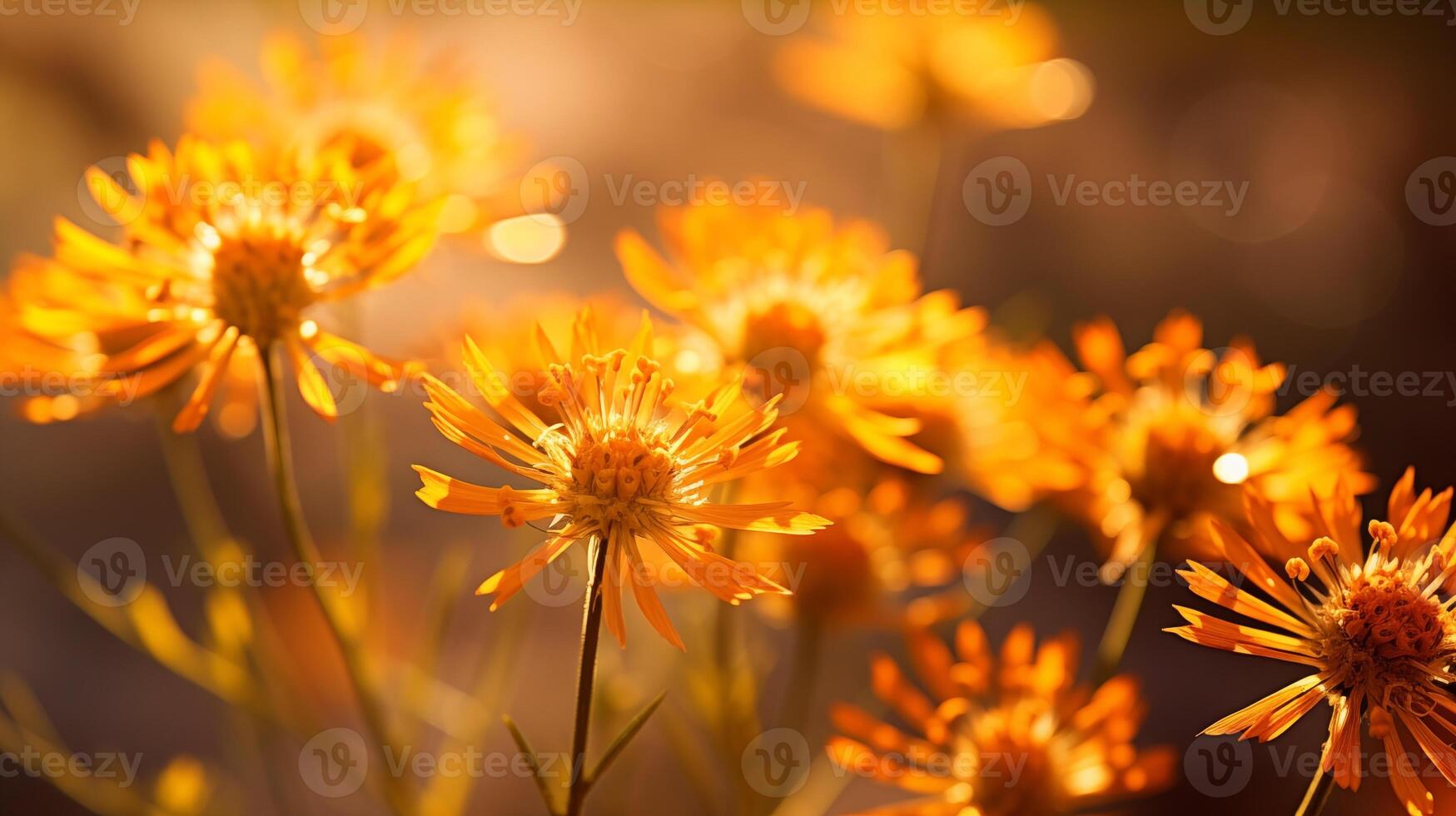Golden yellow wildflowers shine with bokeh background in natural light photo