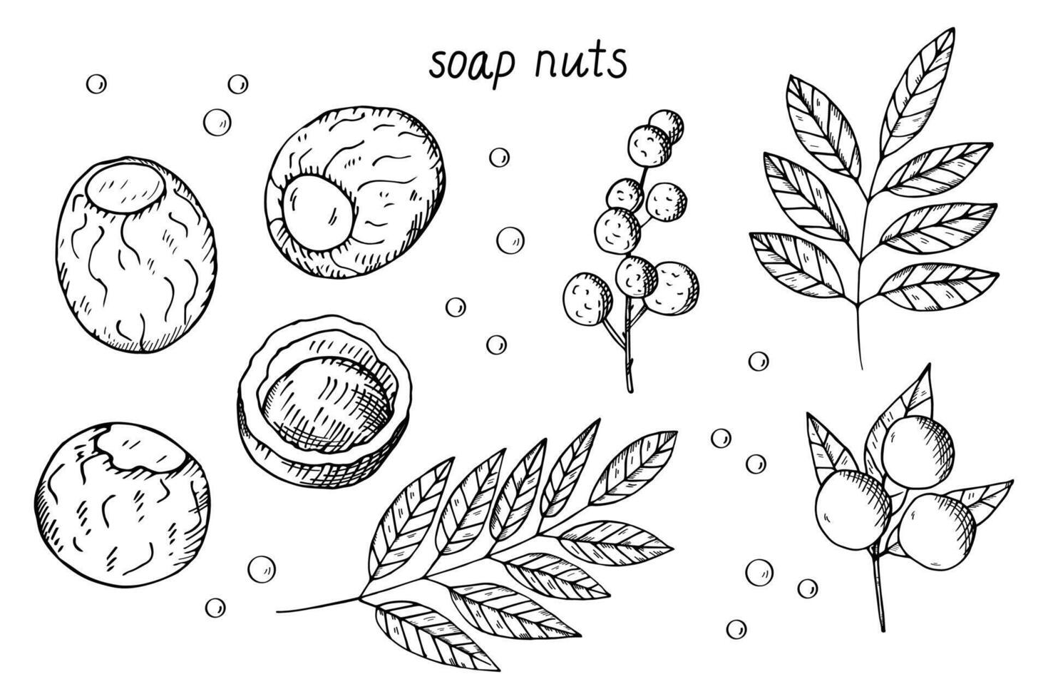 Soap nuts Sapindus plant hand drawn engraved sketch with fruit, branch, leaves, soap bubble. Illustration on isolated background. For print, label, design, card, logo, sign. Beauty and cosmetic vector