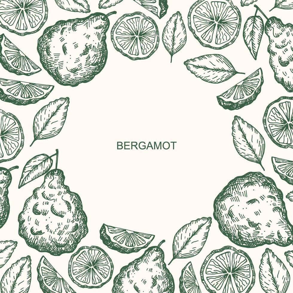 Bergamot engraved sketch border background. Hand drawn illustration with citrus plant. Vintage texture label with Seville orange bergamot tree fruit, leaf. Food ingredient, essential oil, herb vector