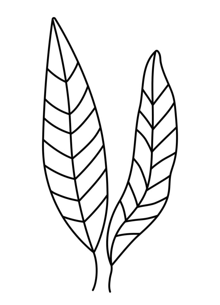 black and white seaweeds icon. Under the sea line illustration with cute kelp. Ocean plant clipart. Cartoon underwater or marine clip art or coloring page for children vector