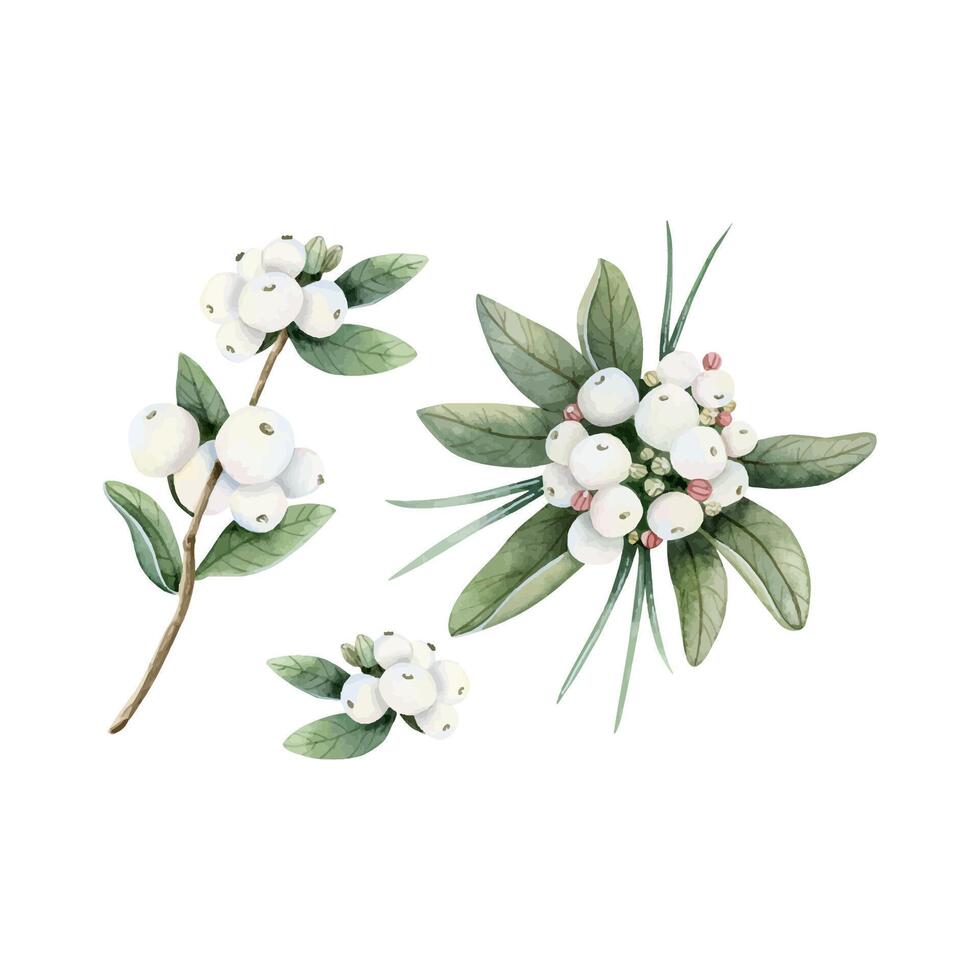Snowberry branches and white berries watercolor illustration set. Christmas plant botanical clip art for winter holidays vector