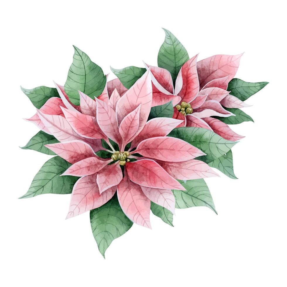 Vintage poinsettia Christmas flowers and leaves in pink and green color watercolor illustration. Winter holidays florals vector