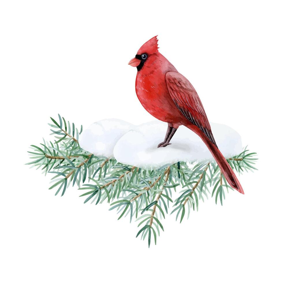 Cardinal bird sitting on fir tree branch with snow watercolor illustration for Christmas and New Year greeting cards vector