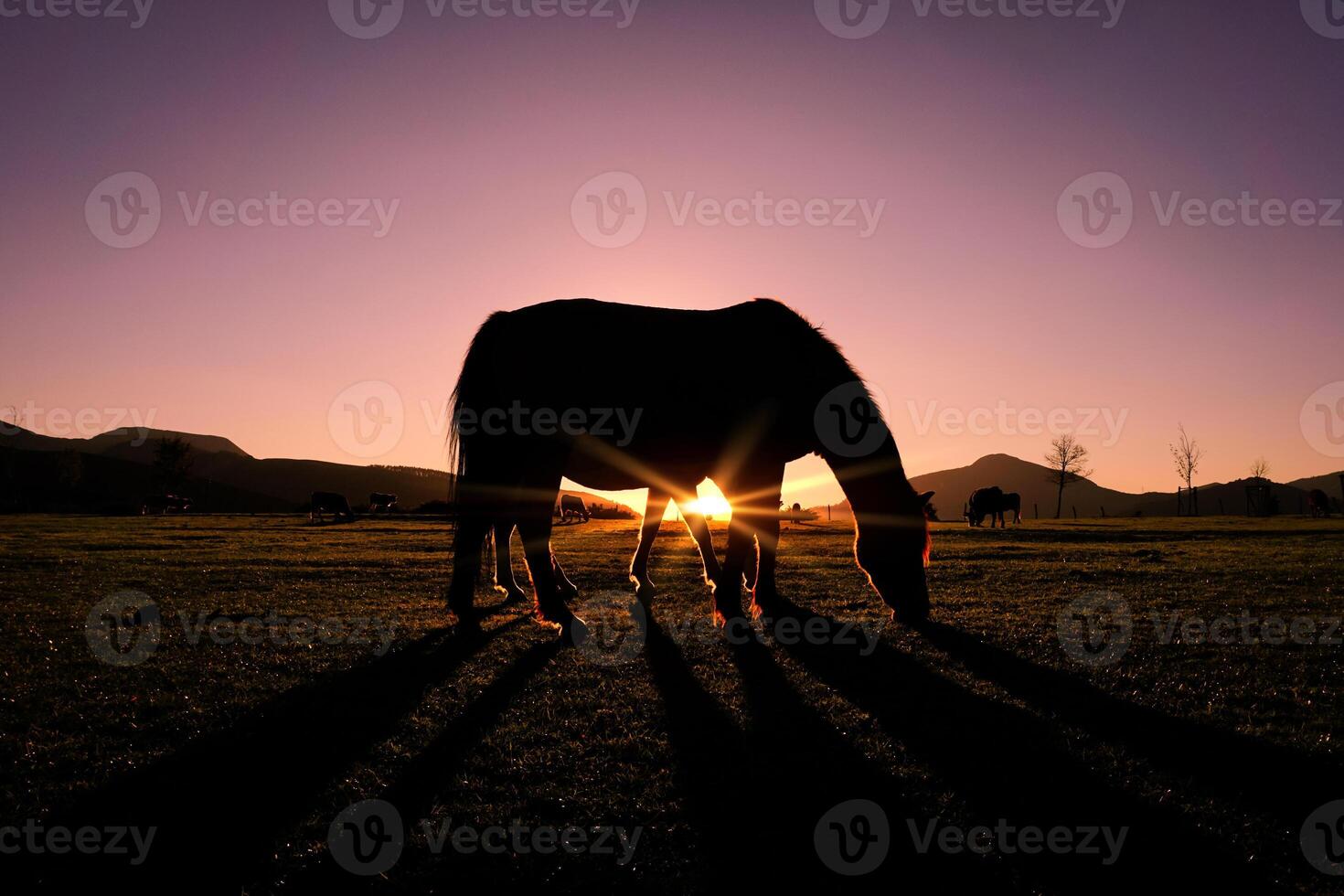 caballo pasto en el prado y puesta de sol antecedentes en Hora de verano foto