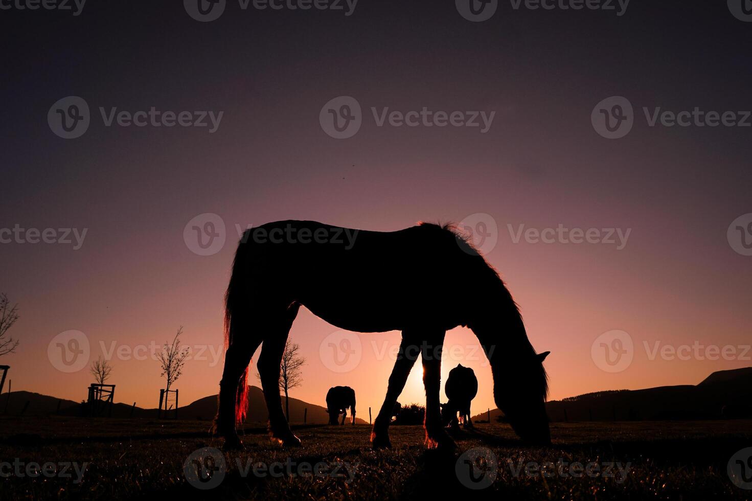 horse silhouette grazing and beautiful sunset background in summertime photo