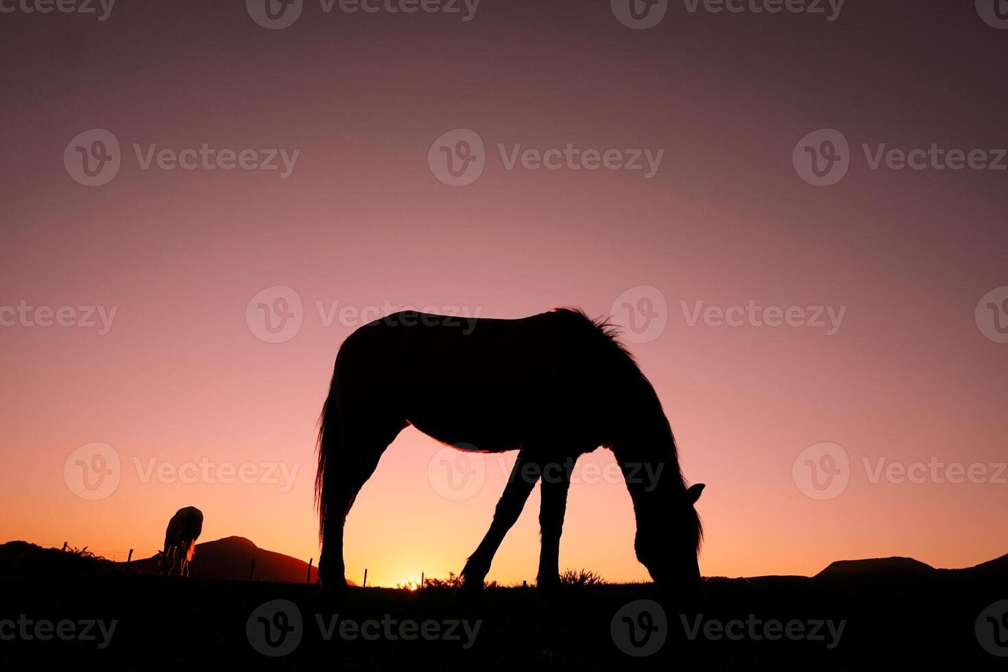 caballo silueta pasto y hermosa puesta de sol antecedentes en Hora de verano foto