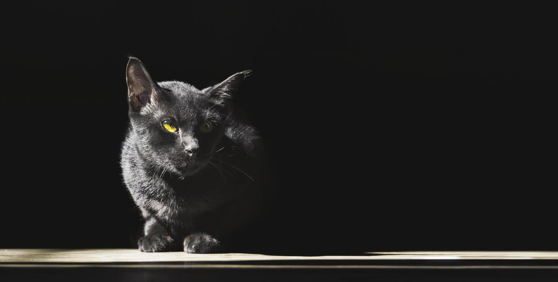 Light and shadow on black cat is laying down on the floor in dark background, panoramic view with copy space photo