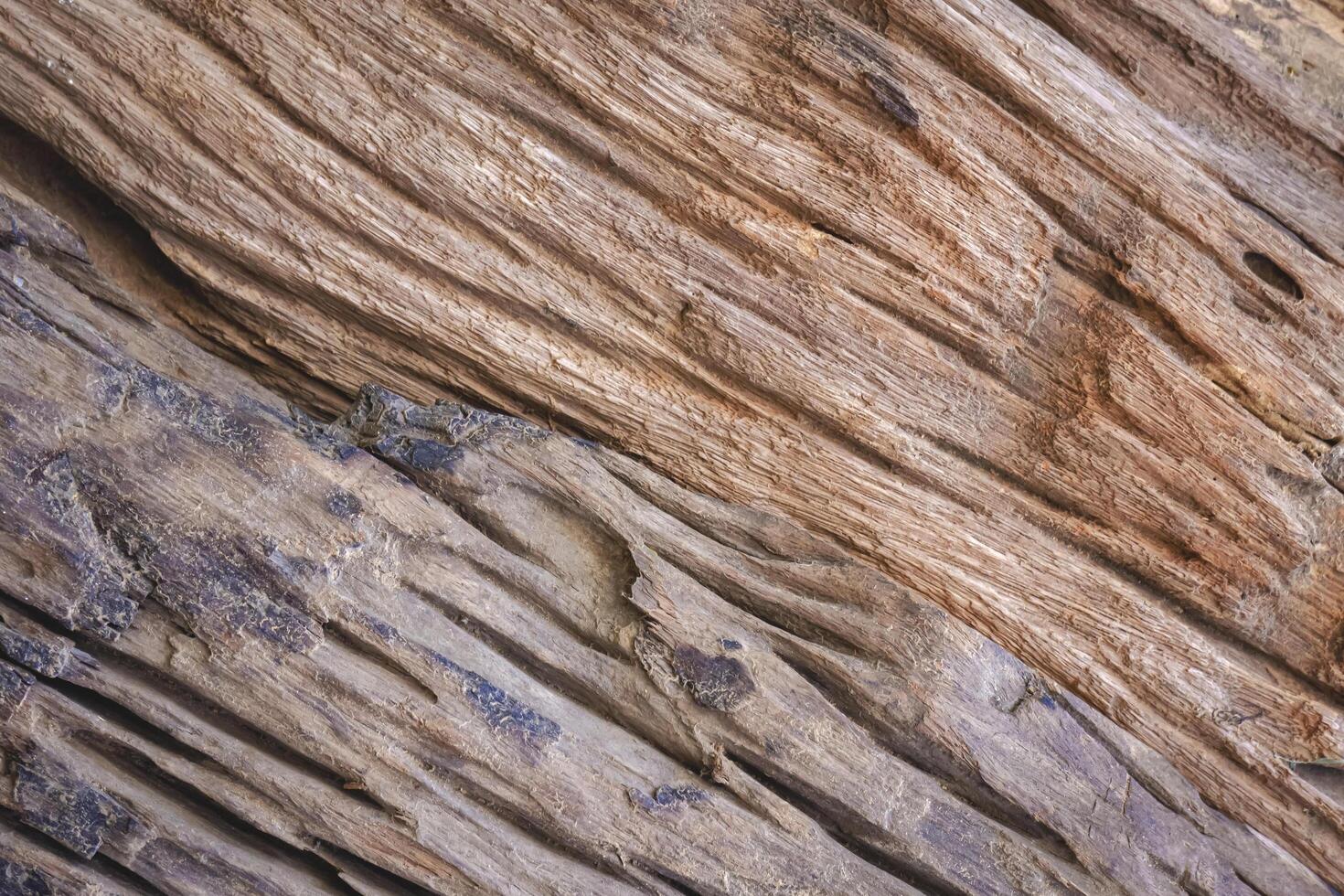 Background of two the old brown barks worn away showed some beautiful texture, concept of remaining wooden material used for reuse and recycling photo