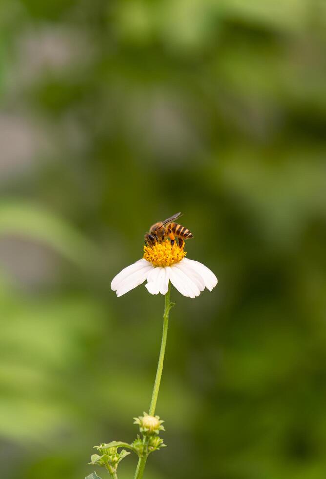Honey Bee Sucking nectar from white Spanish needle Flower on blurred green Natural background in Vertical frame photo