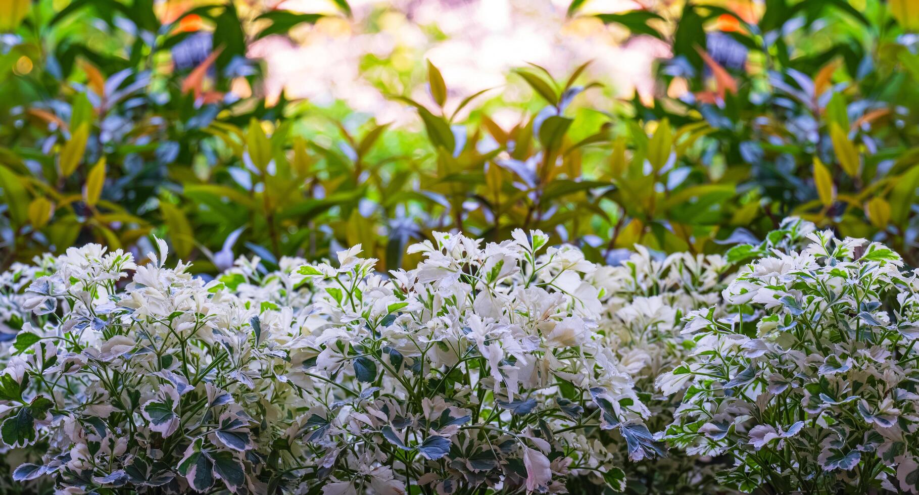 Row of beautiful variegated Ming Aralia or Polyscias sp. plant with blurred green bush plant background in home gardening area photo