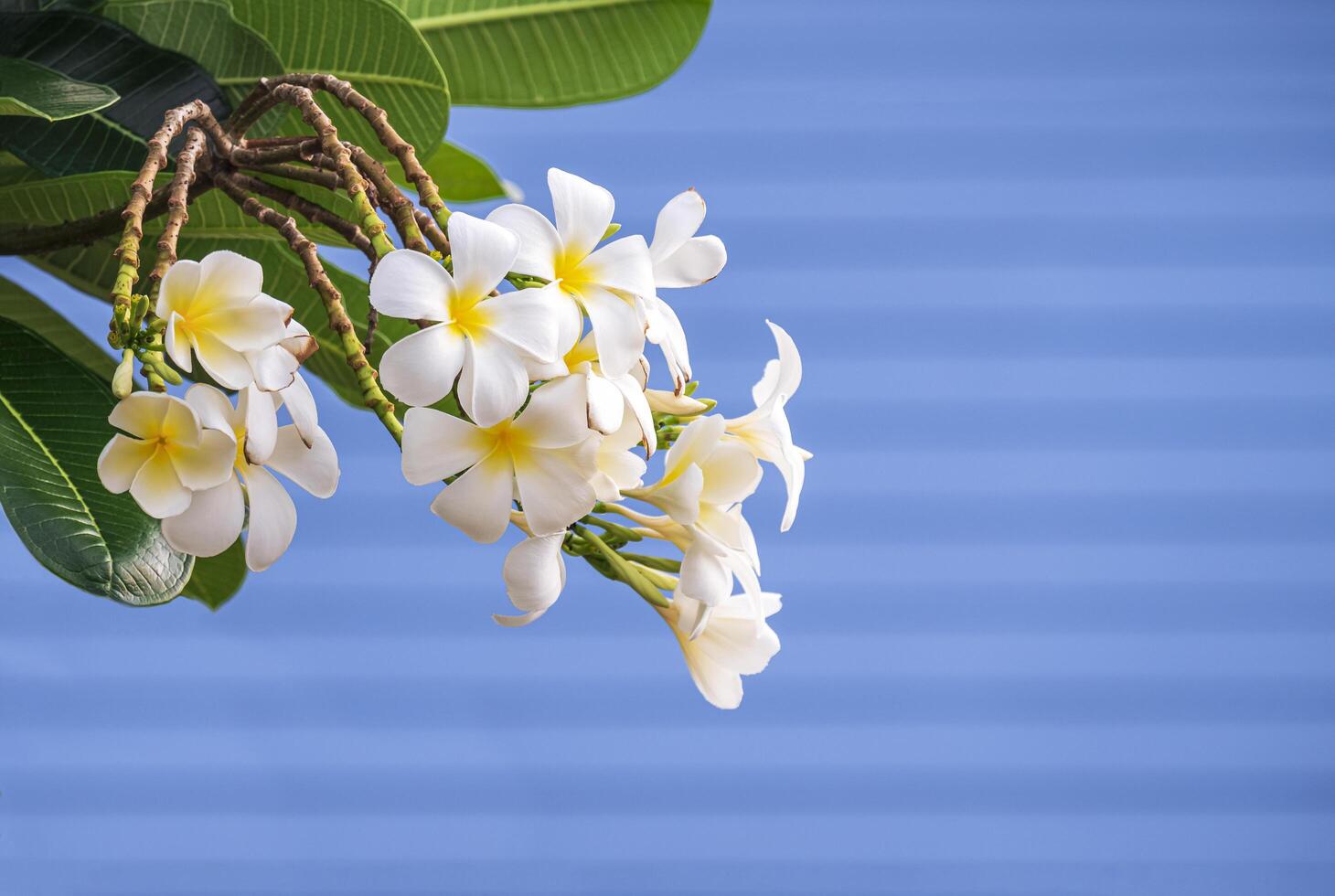 Bunch of white-yellow Plumeria are blooming on branch with blurred background of blue wooden wall photo