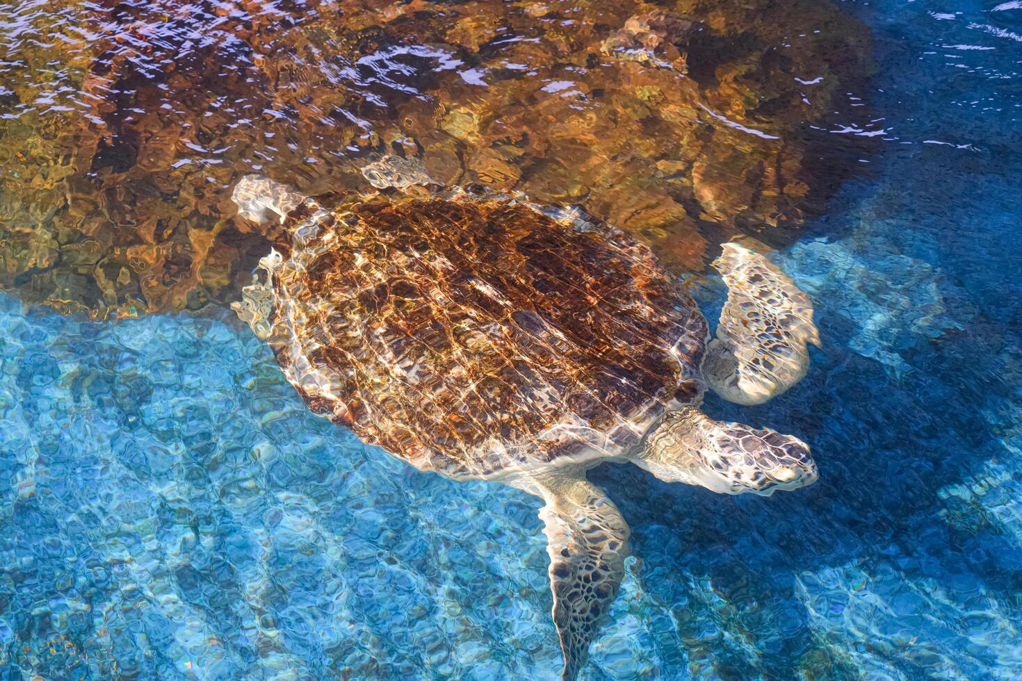 Big Olive Ridley turtle is swimming below the sea water surface in a large pond at the marine aquatic conservation center, high angle view with copy space photo
