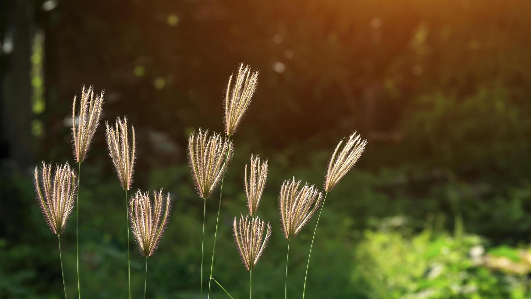 Softly focus of swollen finger grasses are growing with flare light and blurred greenery background photo