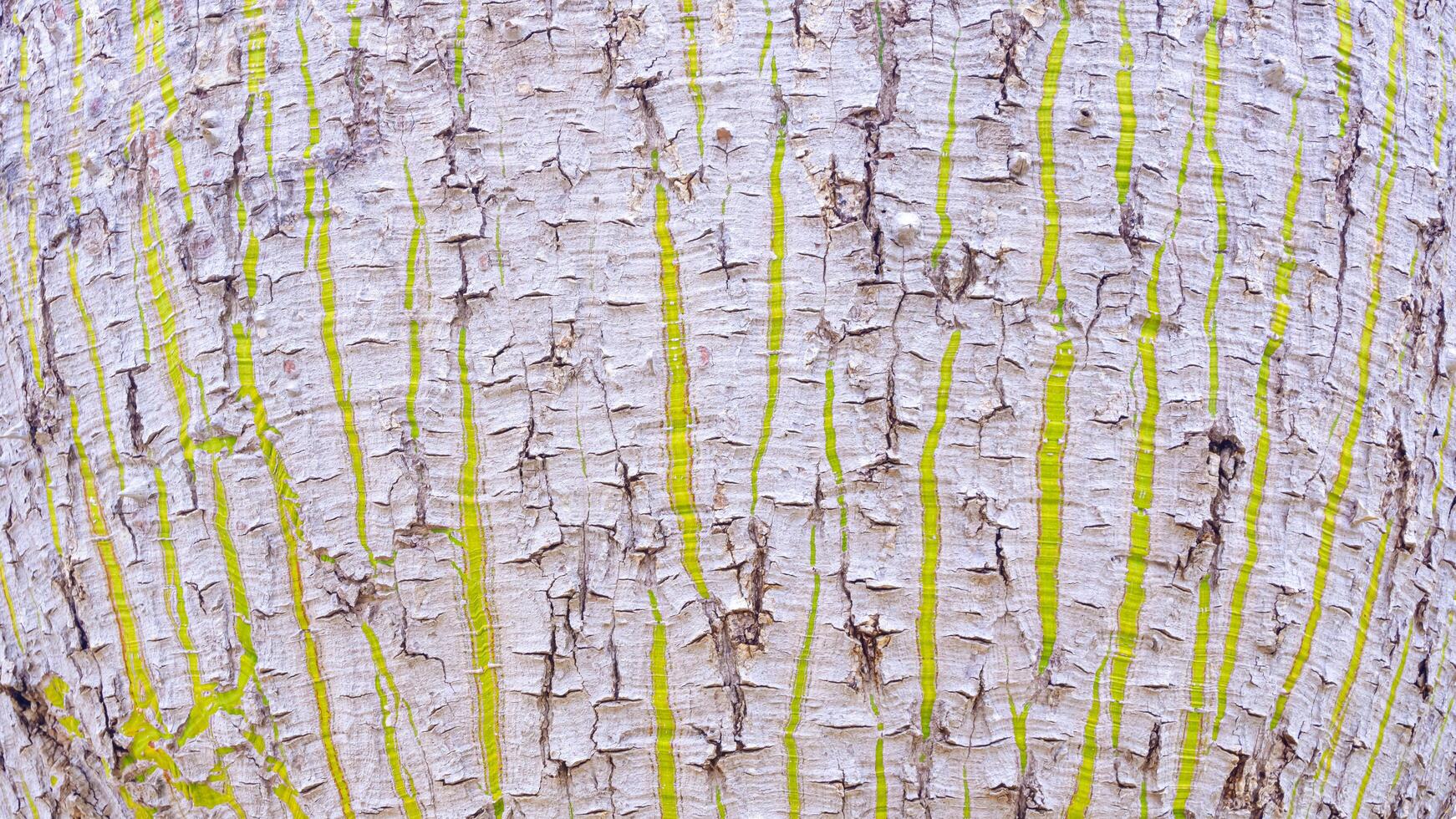 Background of rough bark texture with thorns and green stripes on surface of large bottle tree trunk photo