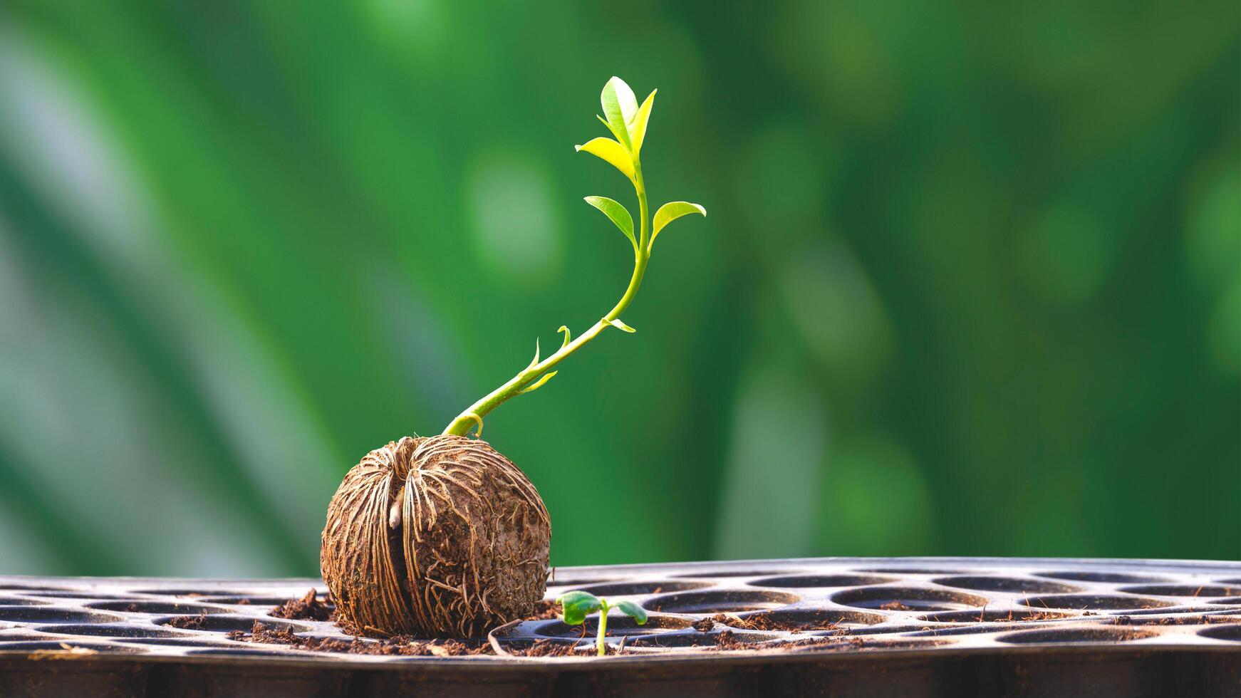 Green seedling growing from dry Cerbera odollam seed on nursery tray with blurred greenery background in greenhouse area photo