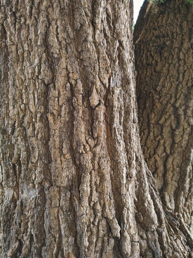 Background of Roughness Bark Texture of the Old Big Tree Trunk in Vertical frame photo