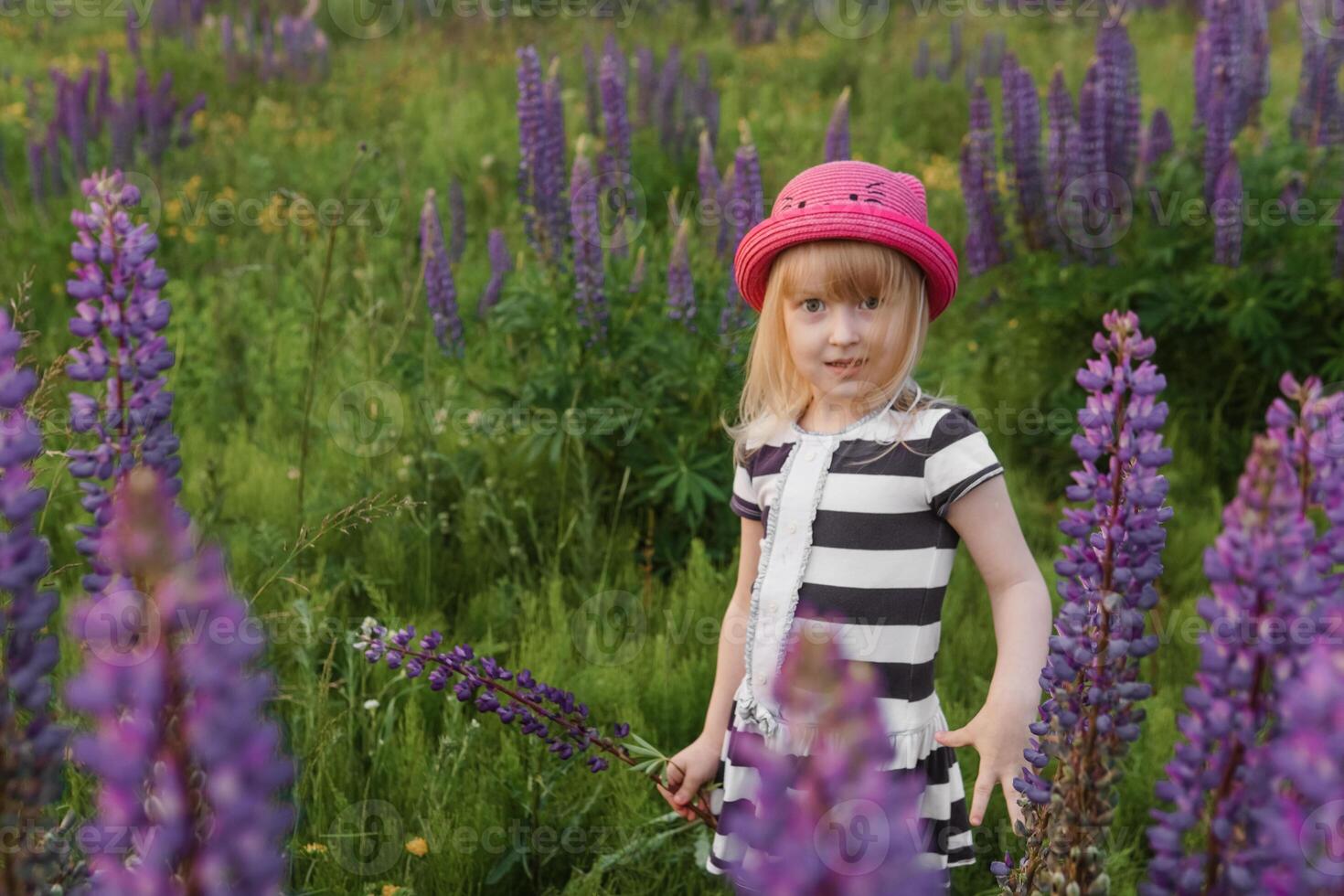 A blonde girl in a field with purple flowers. A little girl in a pink hat is picking flowers in a field. A field with lupines photo
