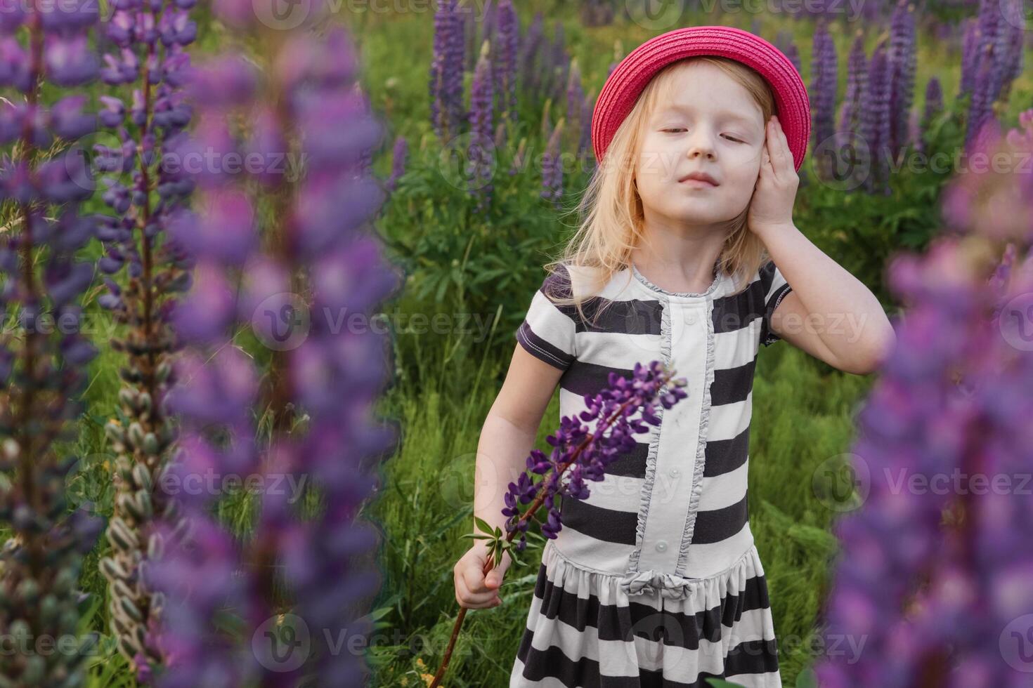 A blonde girl in a field with purple flowers. A little girl in a pink hat is picking flowers in a field. A field with lupines photo